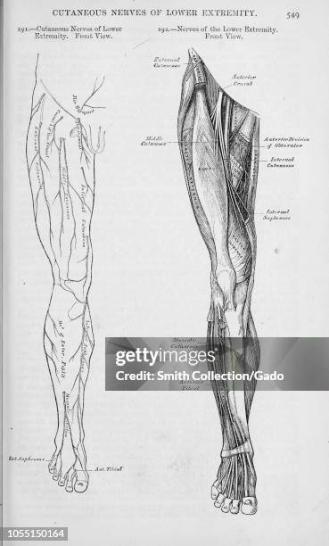Right Inner Leg 365 Right Leg Anatomy Stock Photos, High-Res Pictures, and Images ...
