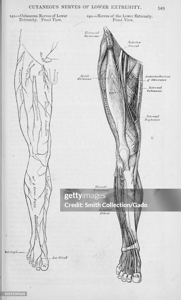 Skin Innervation Leg Anatomy illustration of the Cutaneous nerves of a right leg, from the ...