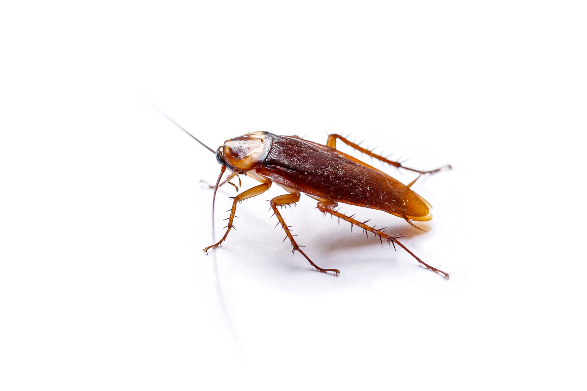 cockroach close-up