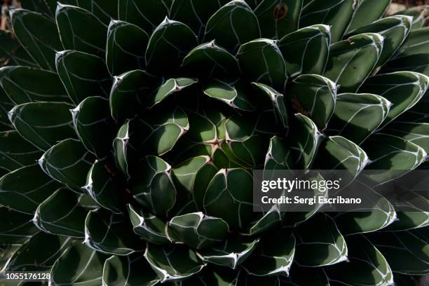 agave victoriae-reginae (queen victoria agave, royal agave) - fibonacci photos et images de collection