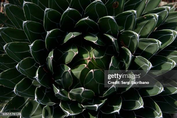 agave victoriae-reginae (queen victoria agave, royal agave) - fibonacci stock pictures, royalty-free photos & images