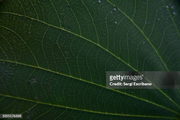 veins of a leaf - fibonacci stock pictures, royalty-free photos & images