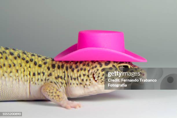 lizard with a elegant pink hat - sauria stock pictures, royalty-free photos & images