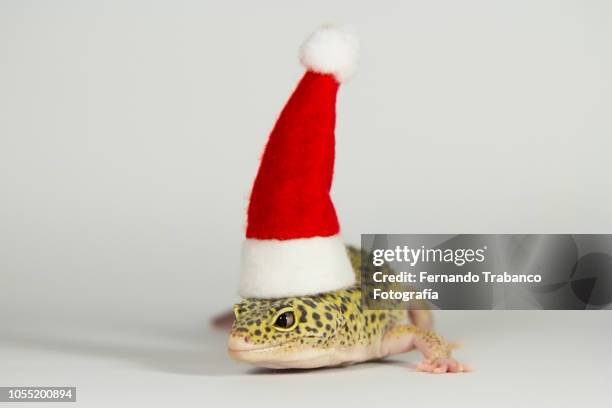 lizard with santa hat - leopard gecko stock pictures, royalty-free photos & images