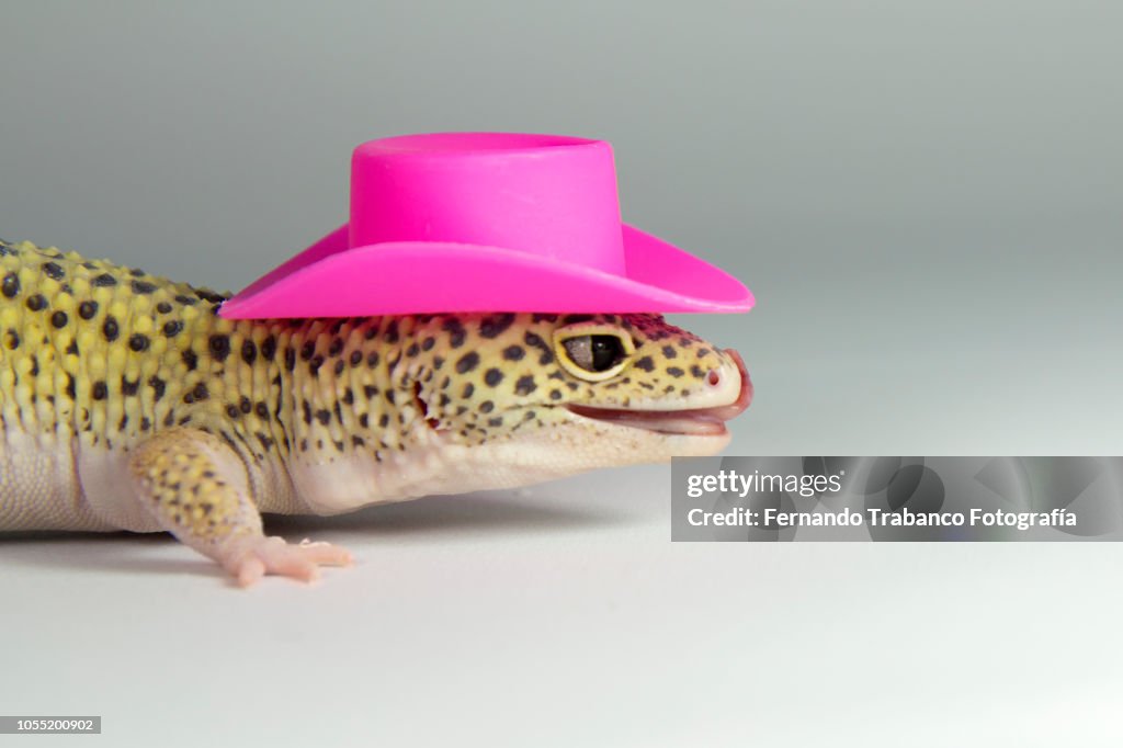 Lizard with a elegant pink hat