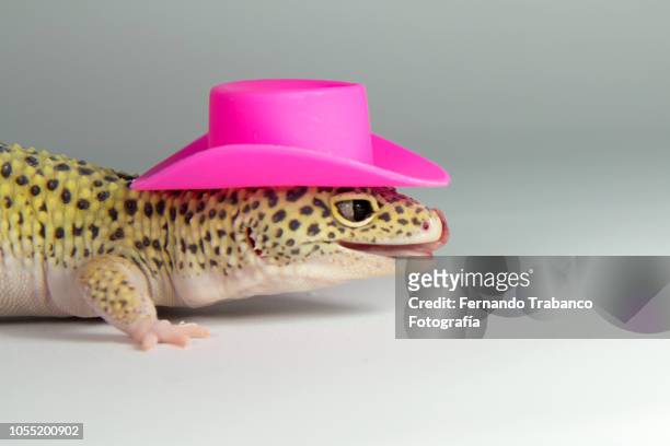 lizard with a elegant pink hat - animal themes stock pictures, royalty-free photos & images