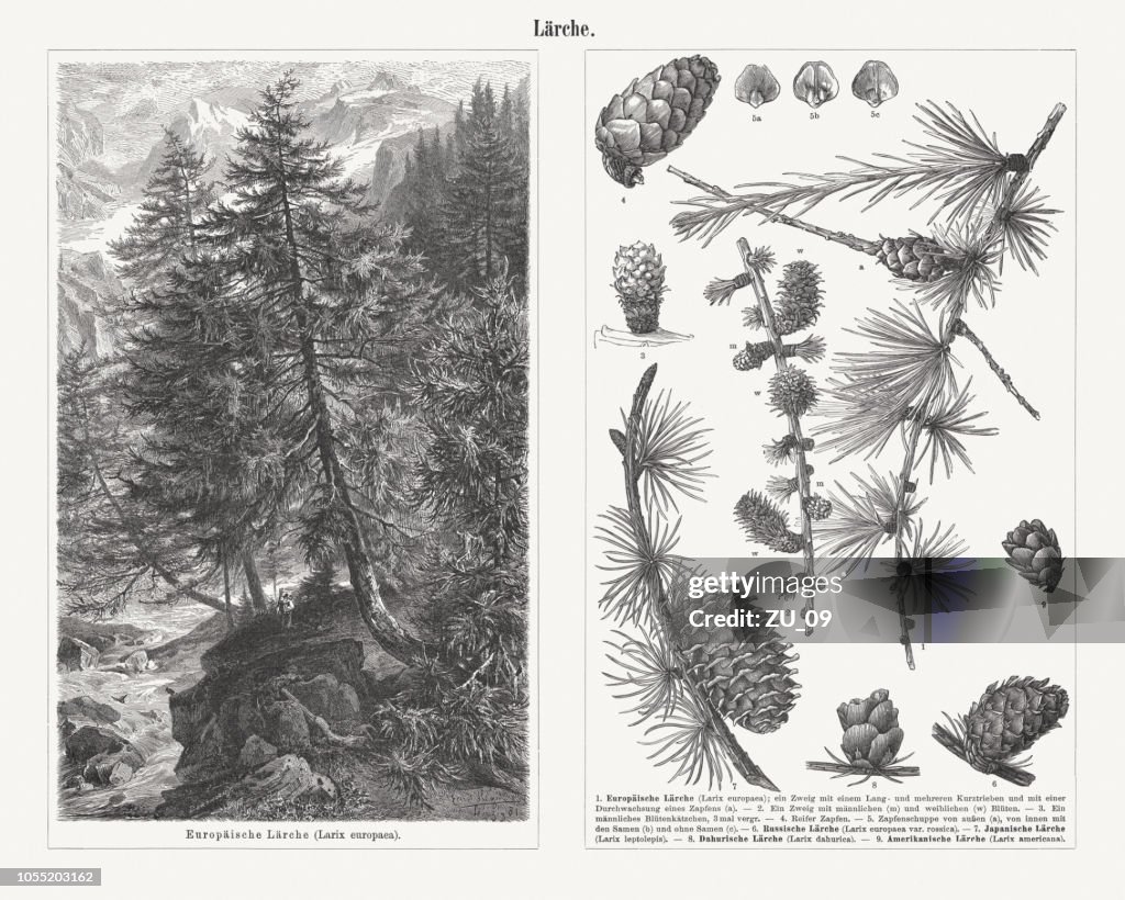Twigs and cons of different types of larch trees, published 1897