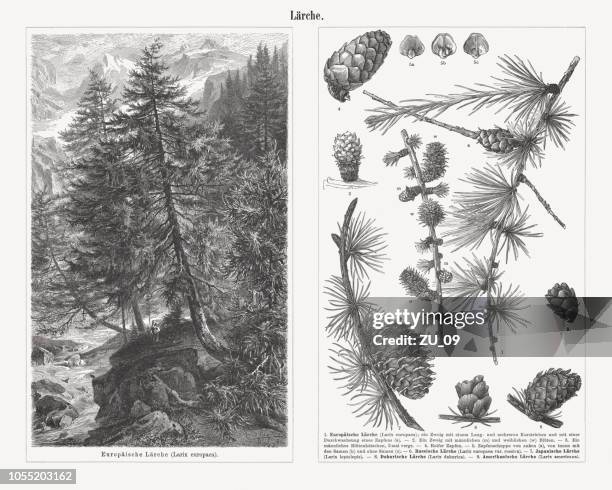 twigs and cons of different types of larch trees, published 1897 - tamarack stock illustrations