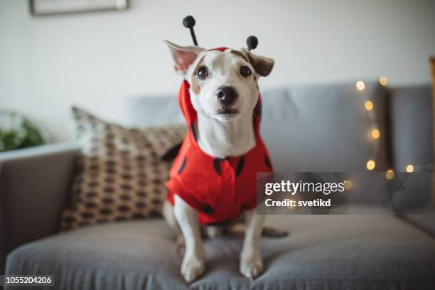 halloween hond - huisdierenkleding stockfoto's en -beelden