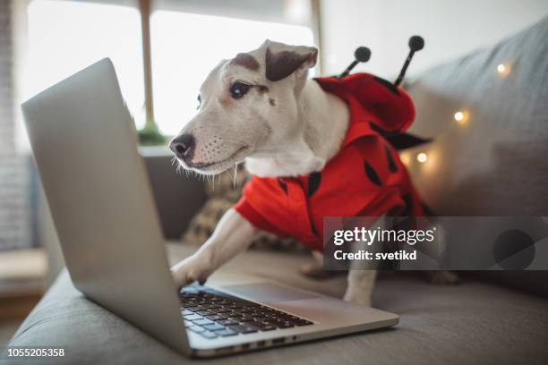 halloween dog - pet clothing stock pictures, royalty-free photos & images