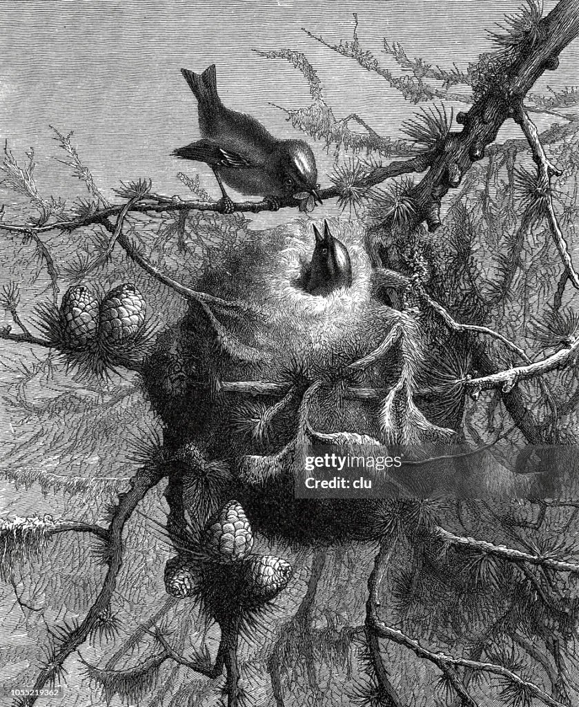 Golden-crowned male bird feeds his brooding female