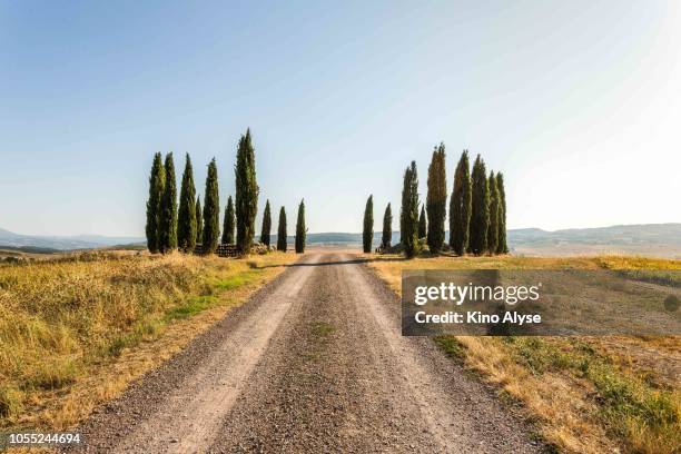 cypress circle - zypresse stock-fotos und bilder