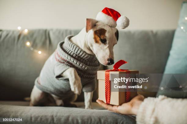 neues jahr vorhanden für hund - nikolausmütze stock-fotos und bilder