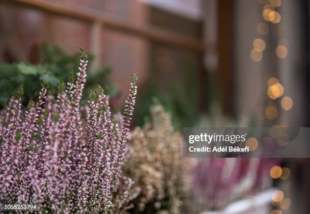 winter heath with bokeh (erica carnea) - heather stock-fotos und bilder