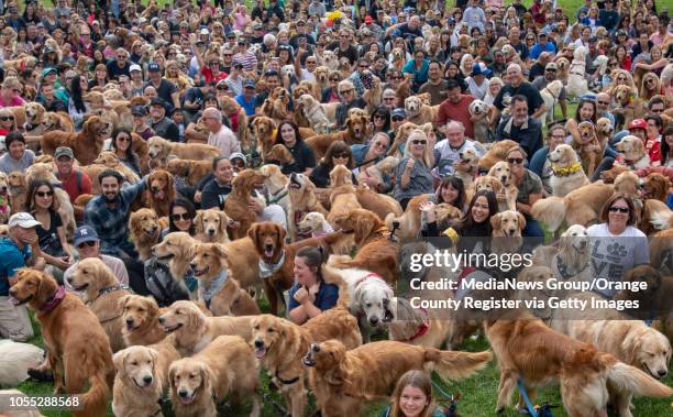 Central Park in Huntington Beach transforms into a "Where's Waldo" of golden retrievers on Sunday, October 14, 2018. Hundreds of goldens gather for a...