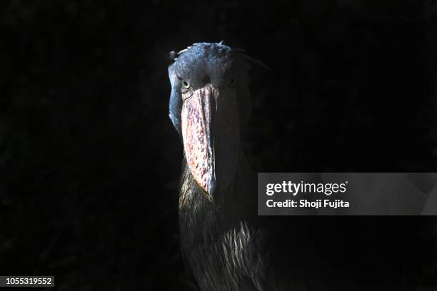 balaeniceps rex - shoebilled stork fotografías e imágenes de stock