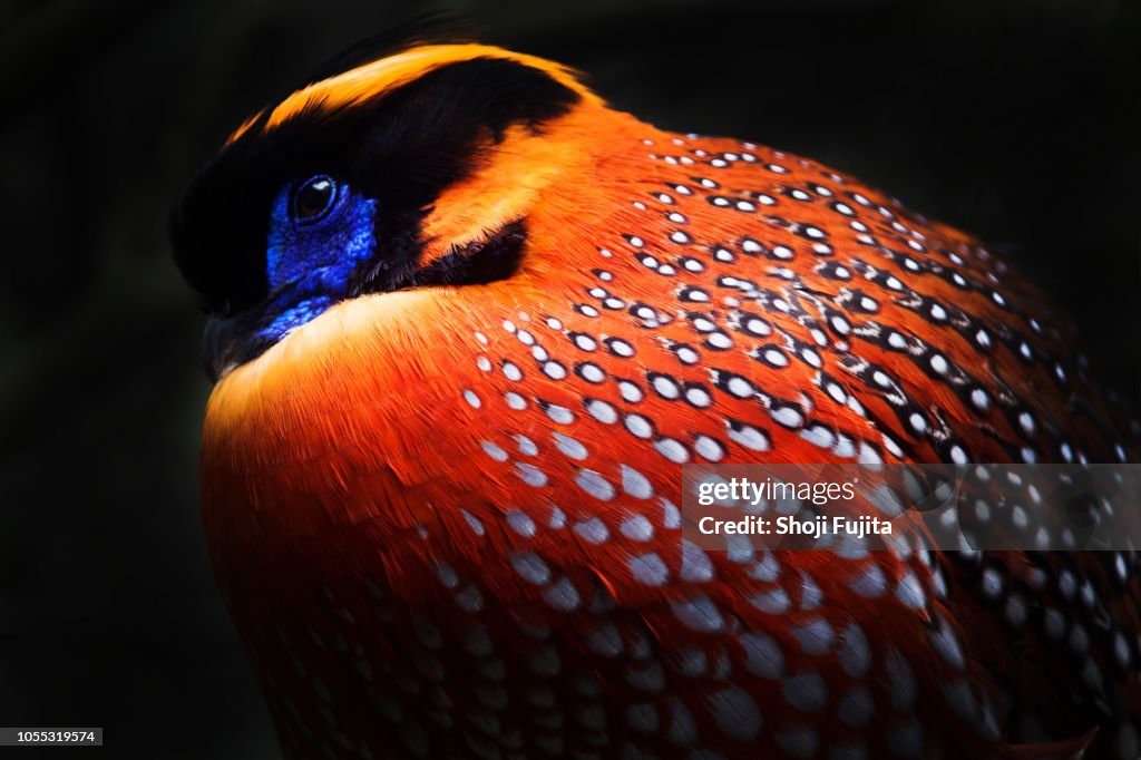 Temminck's Tragopan