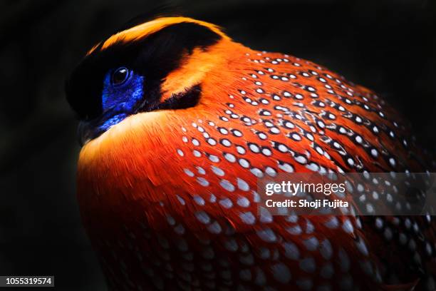 temminck's tragopan - endangered species bird stock pictures, royalty-free photos & images