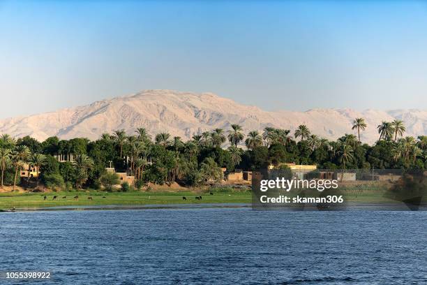 beautiful landscape date palm (phoenix dactylifera) tree and small village along nile river egypt - nile river stockfoto's en -beelden