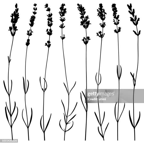 lavender flowers, vector silhouettes - inflorescence stock illustrations