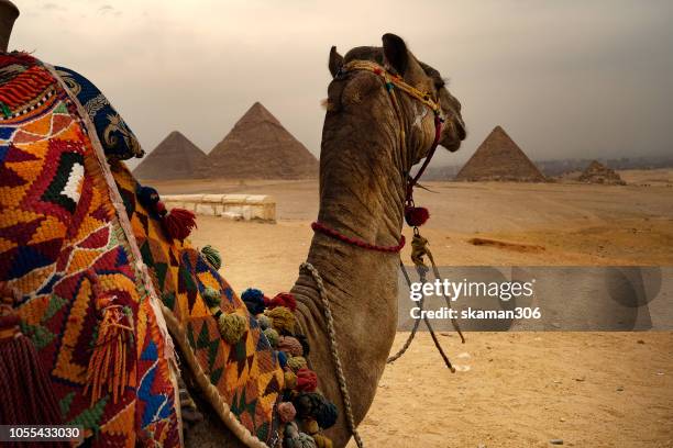 egyptian camel desert waiting tourist near the great pyramid of giza  egypt - ägyptische kultur stock-fotos und bilder