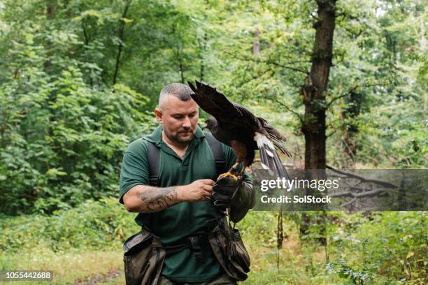 falconer, tenant un faucon de harris - sauvegarde des espèces animales photos et images de collection