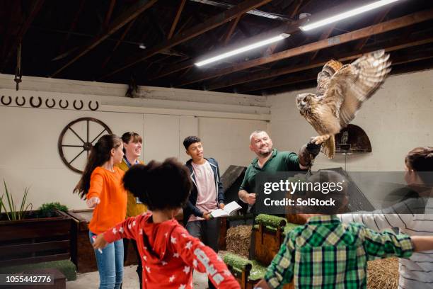 learning about different birds of prey - zoo stock pictures, royalty-free photos & images
