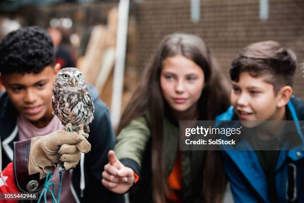 fascinated by the little owl - zoo stock pictures, royalty-free photos & images
