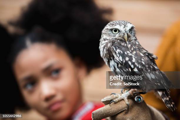 kijken naar een steenuil - little owl stockfoto's en -beelden