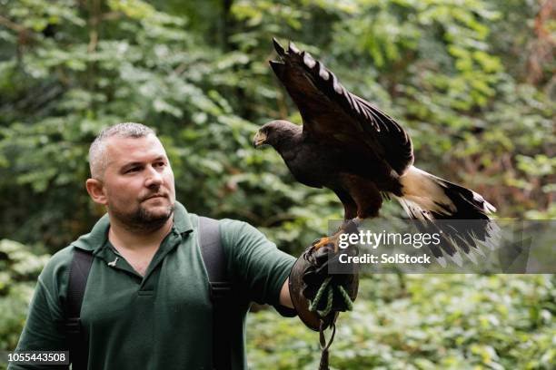 pädagogische demonstration an einer falknerei - raubvogel stock-fotos und bilder