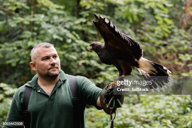 pädagogische demonstration an einer falknerei - raubvogel stock-fotos und bilder