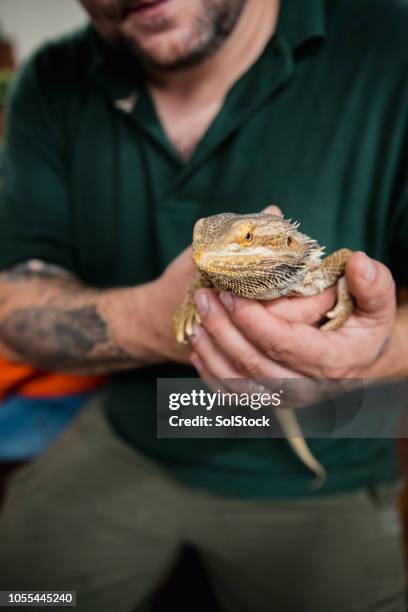 animal handler holding a bearded dragon - vertebrate stock pictures, royalty-free photos & images