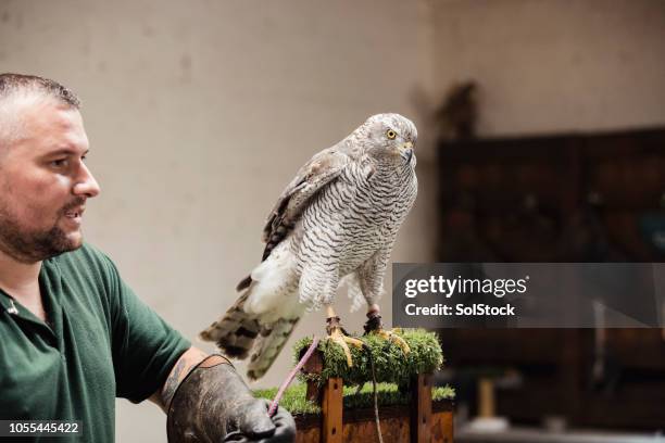 Falconry Show Photos and Premium High Res Pictures - Getty Images
