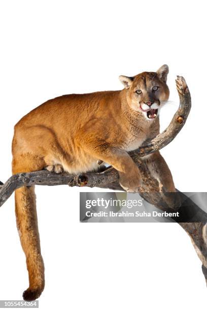 mountain lion on deadwood against white background - puma felino selvatico foto e immagini stock