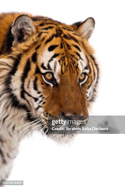 portrait of siberian tiger - endangered species white background stock pictures, royalty-free photos & images