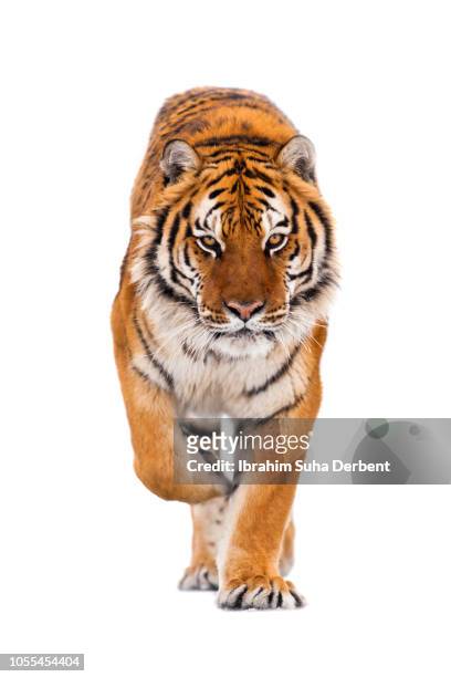 amur tiger is walking towards the camera on isolated background - 虎 個照片及圖片檔