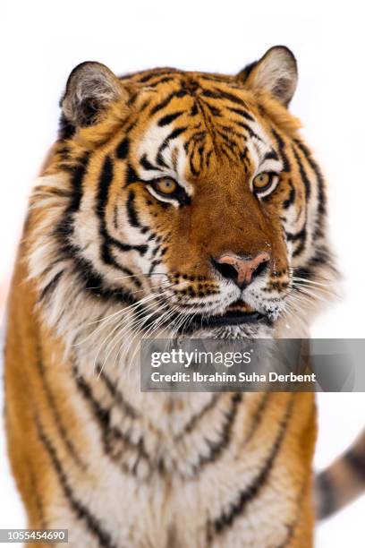 close portrait siberian tiger - tigre siberiano fotografías e imágenes de stock