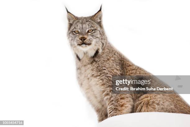 canadian lynx is sitting and looking towards camera in isolated background - lynx du canada photos et images de collection