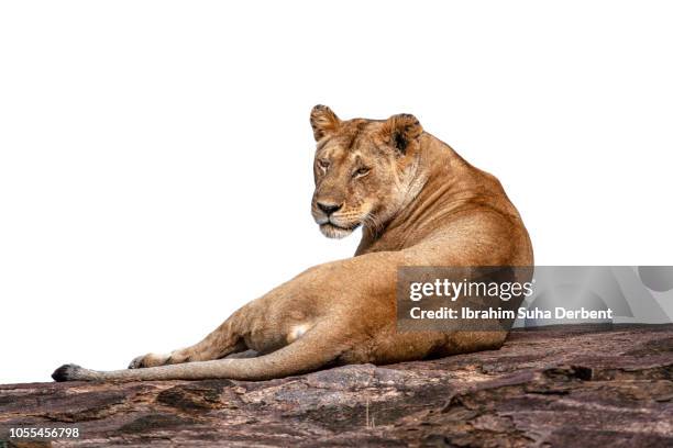 lioness is looking from back with cut out image - lion lioness stock pictures, royalty-free photos & images