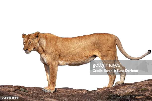 side view of lioness against white background - lion white background imagens e fotografias de stock