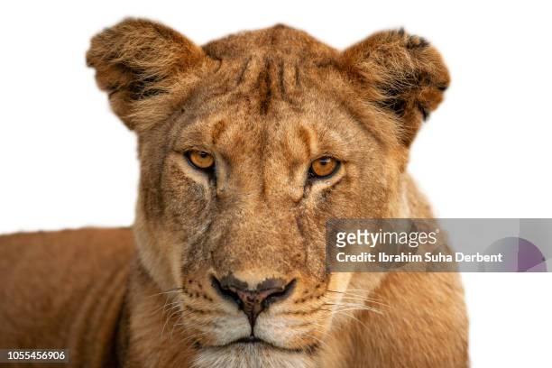 portrait of adult lioness against white background - lion white background imagens e fotografias de stock
