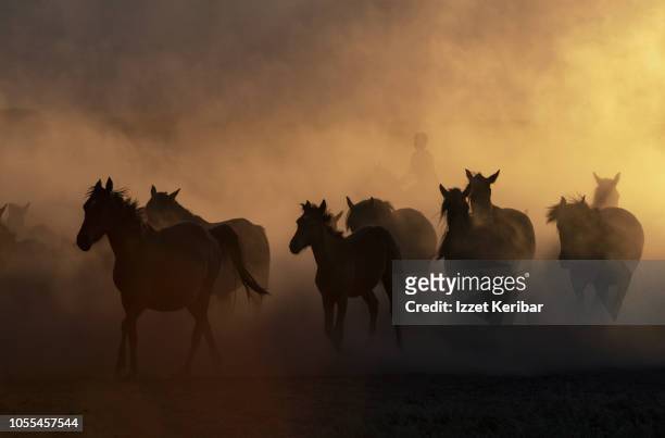 wild horse herd running on a dry swamp, kayseri hurmetci , central anatolia, turkey - running horses stockfoto's en -beelden