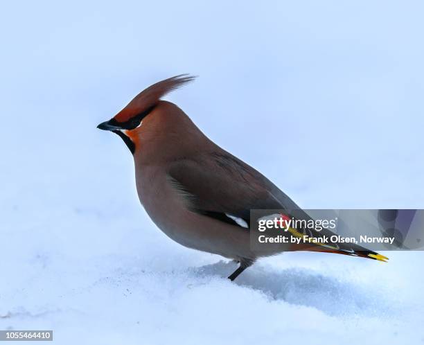 bohemian waxwing - blokken - fotografias e filmes do acervo