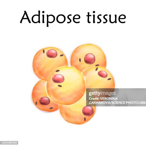 ilustraciones, imágenes clip art, dibujos animados e iconos de stock de adipose tissue, illustration - tejido adiposo