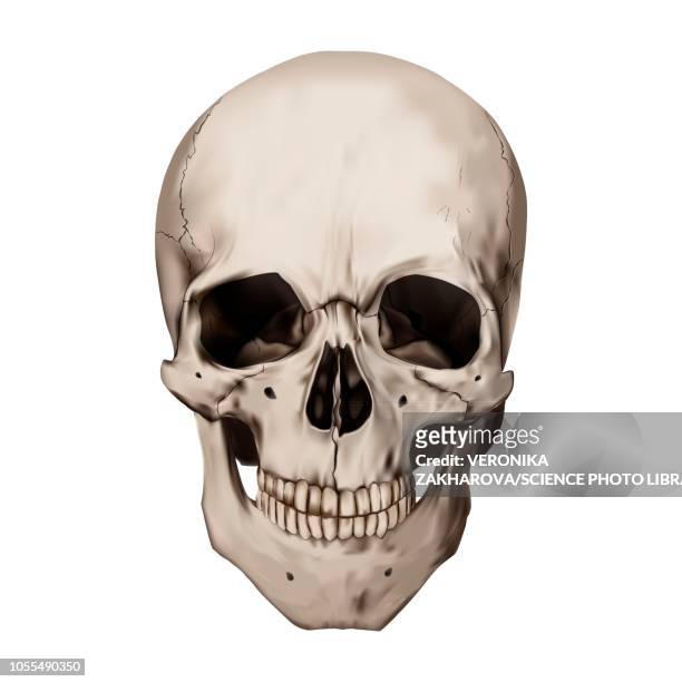 human skull, illustration - skull stock illustrations