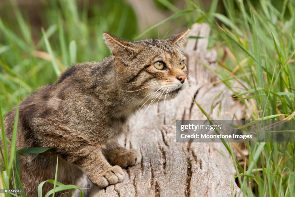 Scottish Wildcat from Scotland