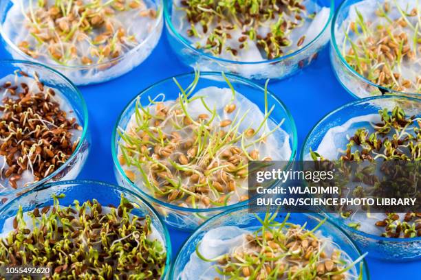 Modified Seeds Genetically Modified Seed Photos and Premium High Res Pictures - Getty ...