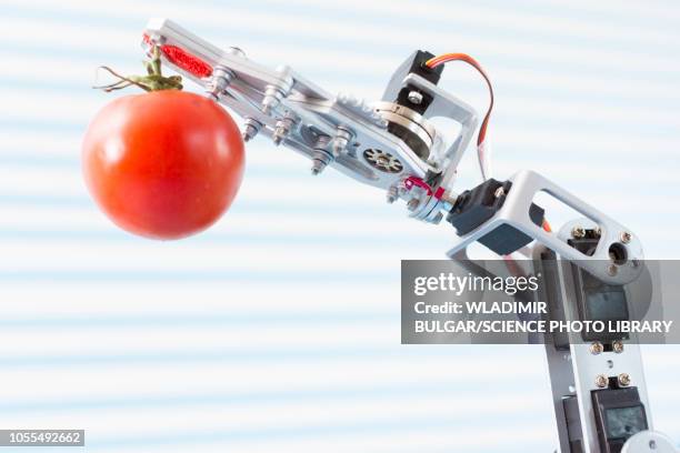 robotic arm holding tomato - ogm stock pictures, royalty-free photos & images