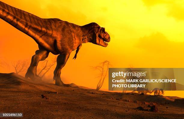 tyrannosaurus chasing triceratops, illustration - t-rex stock illustrations