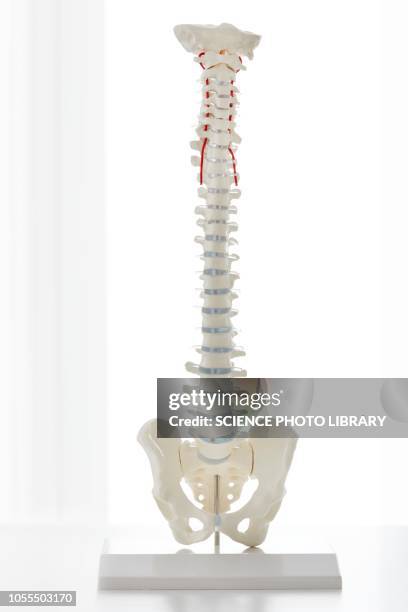 Back Bone Model Human Spine Model Photos and Premium High Res Pictures - Getty Images
